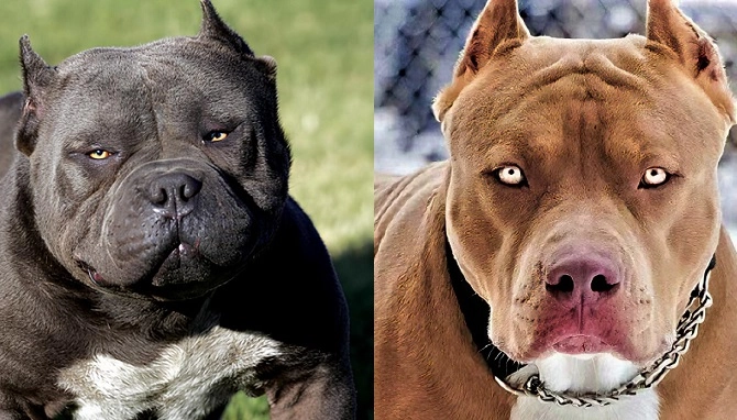 10 تا از خطرناک ترین سگ های دنیا