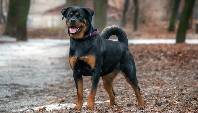 10 تا از خطرناک ترین سگ های دنیا