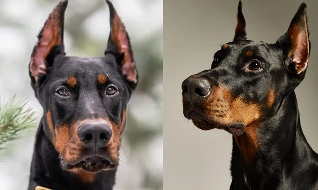 10 تا از خطرناک ترین سگ های دنیا