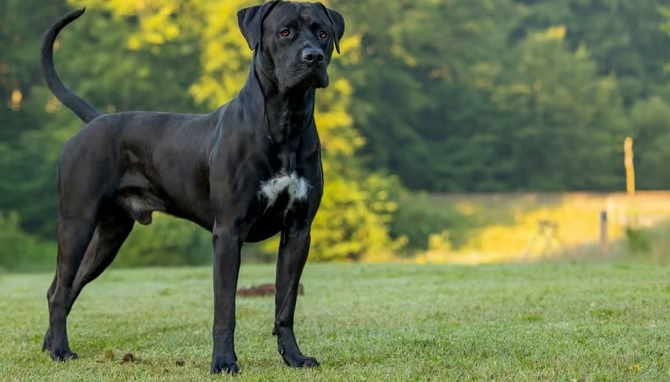 10 تا از خطرناک ترین سگ های دنیا