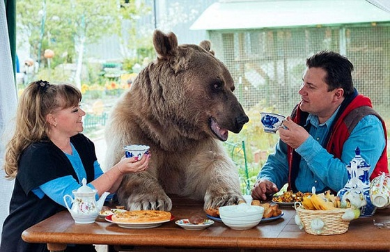 زندگی جالب زوج روسی با خرس غول‌پیکر (2024)